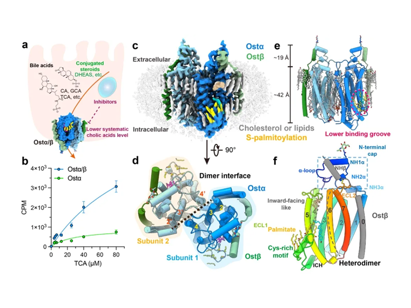 附屬瑞金醫(yī)院團(tuán)隊(duì)Nature發(fā)文，破解肝膽循環(huán)關(guān)鍵謎題，為健康干預(yù)提供新方向